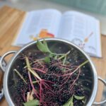 recipe for elderberry cordial
